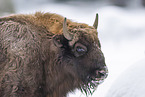 Wisent im Winter