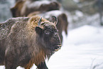 Wisent im Winter