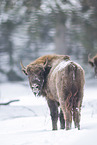 Wisent im Winter