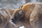 Wisent im Winter