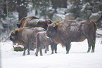 Wisent im Winter