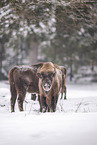Wisent im Winter