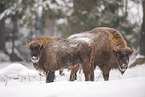 Wisent im Winter