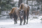 Wisent im Winter