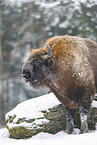 Wisent im Winter