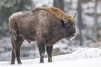 Wisent im Winter
