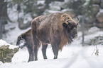 Wisent im Winter