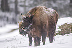 Wisent im Winter