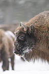 Wisent im Winter
