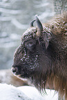 Wisent im Winter