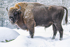 Wisent im Winter