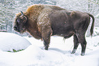 Wisent im Winter