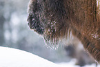 Wisent im Winter