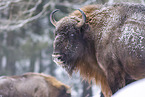 Wisent im Winter