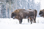 Wisent im Winter