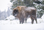 Wisent im Winter