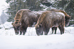 Wisent im Winter