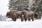 Wisent im Winter
