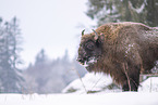 Wisent im Winter