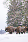 Wisent im Winter