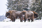 Wisent im Winter