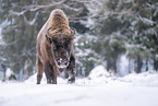 Wisent im Winter