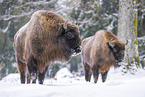 Wisent im Winter