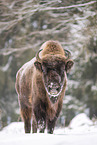 Wisent im Winter