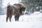 Wisent im Winter