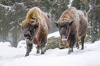 Wisent im Winter