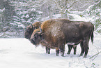 Wisent im Winter