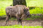 Wisent