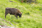 Wisent