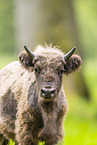 Wisent