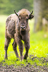 Wisent