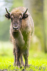 Wisent