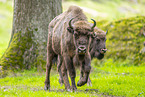 Wisent