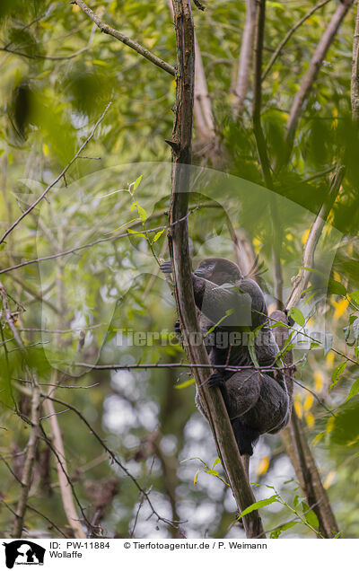 Wollaffe / Woolly Monkey / PW-11884