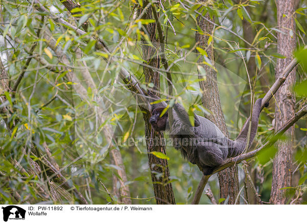 Wollaffe / Woolly Monkey / PW-11892