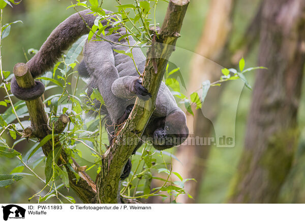 Wollaffe / Woolly Monkey / PW-11893