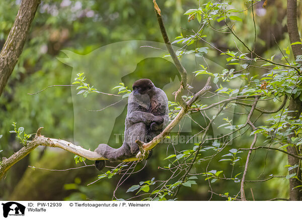 Wollaffe / woolly monkey / PW-12939