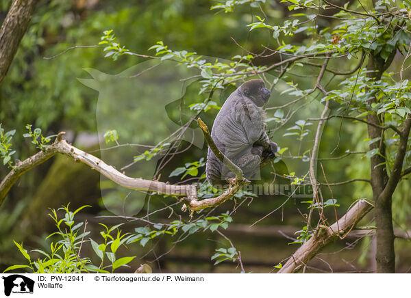 Wollaffe / woolly monkey / PW-12941