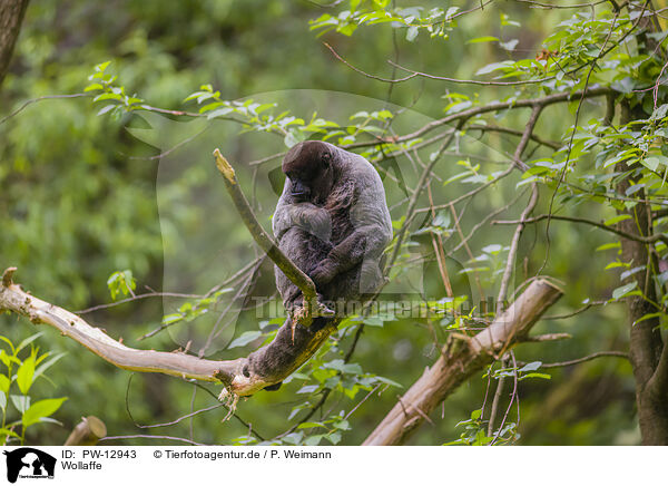 Wollaffe / woolly monkey / PW-12943