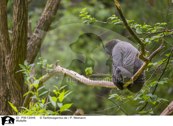 Wollaffe / woolly monkey / PW-12946