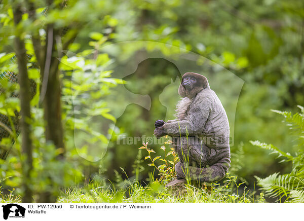 Wollaffe / woolly monkey / PW-12950