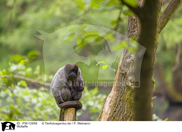 Wollaffe / woolly monkey / PW-12958