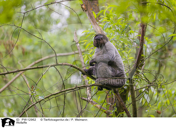 Wollaffe / woolly monkey / PW-12962