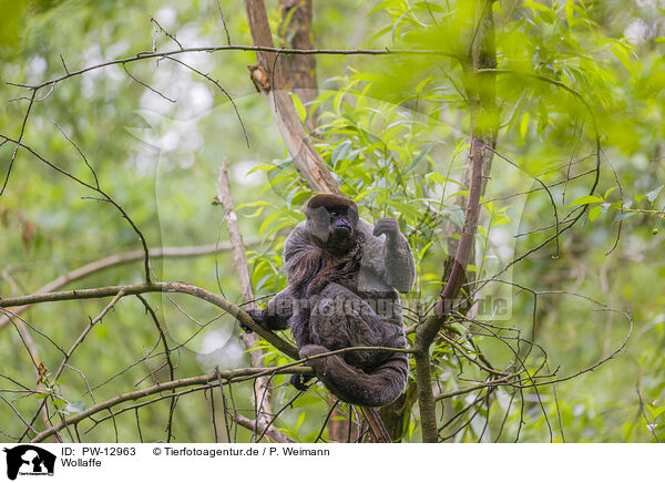 Wollaffe / woolly monkey / PW-12963