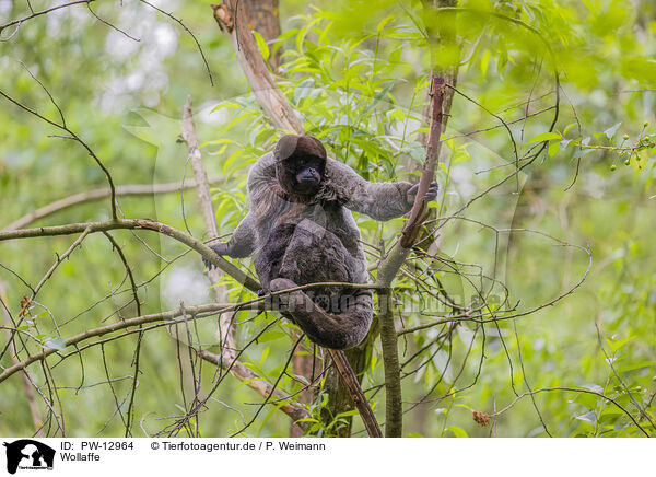 Wollaffe / woolly monkey / PW-12964