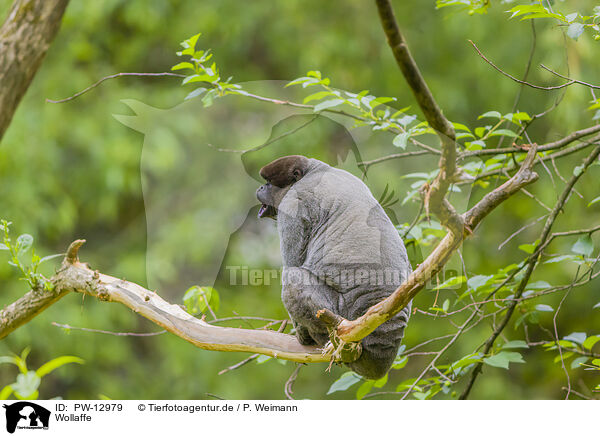 Wollaffe / woolly monkey / PW-12979